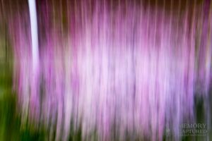 Pan Blur purple flowers-c50.jpg